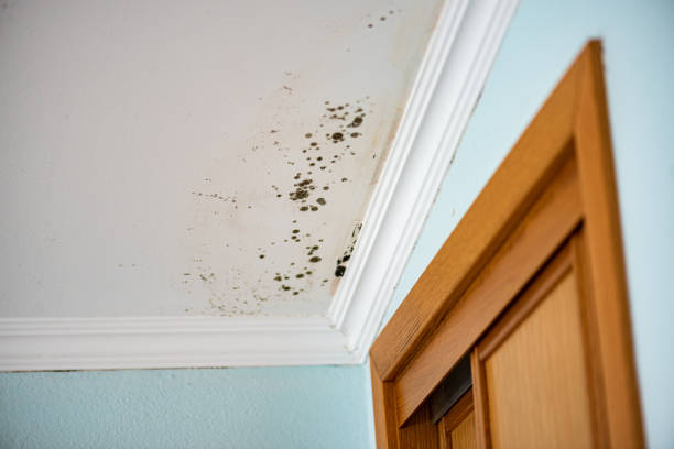 Certified Mold Removal in Sneads Ferry, NC