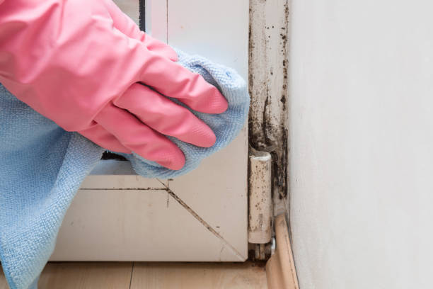 Best Attic Mold Removal  in Sneads Ferry, NC